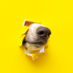 Parameter Sniffing: A Simple Example